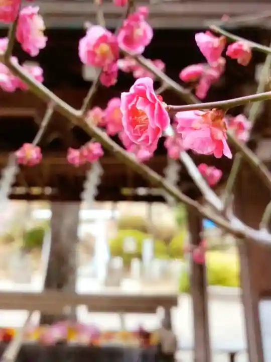 鳩森八幡神社(東京都)