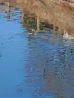 寶常寺(栃木県)