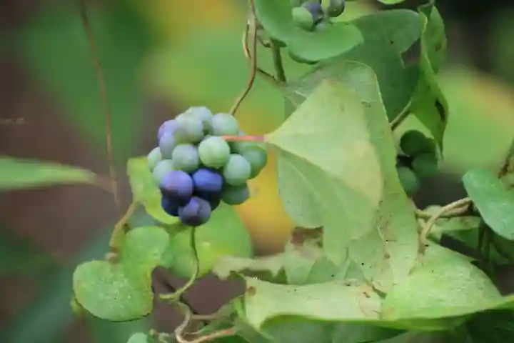 大六天麻王神社の自然