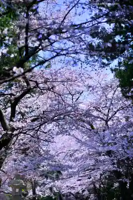 冨士御室浅間神社(山梨県)