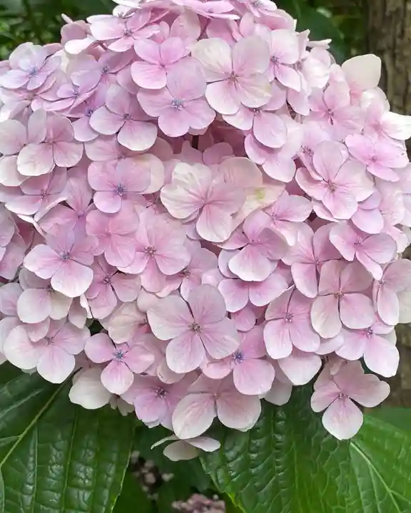 坐摩神社の自然