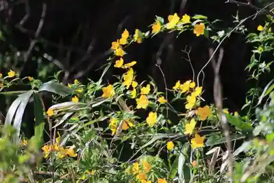 高司神社〜むすびの神の鎮まる社〜の自然