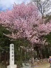 北海道神宮の自然