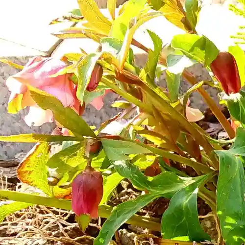 寿量山　速成寺の自然