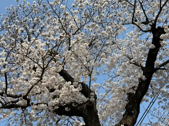 武蔵一宮氷川神社の{uncategorized: "未分類", other: "その他", undefined: "問題あり", building: "その他建物", grave: "お墓", sacred_gate: "鳥居", guardian: "狛犬", statue: "像", buddha: "仏像", history: "歴史", nature: "自然", garden: "庭園", animal: "動物", pagoda: "塔", temizu: "手水舎", mountain_gate: "山門・神門", sanctuary: "本殿・本堂", subordinate: "末社・摂社", art: "芸術", scenery: "景色", jizo: "地蔵", ema: "絵馬", goshuin: "御朱印", omikuji: "おみくじ", items: "授与品その他", amulet: "お守り", goshuincho: "御朱印帳", eats: "食事", festival: "お祭り", votive_dance: "神楽", shichigosan: "七五三参", wedding: "結婚式", experience: "体験その他", initially: "初詣", around: "周辺", anti_infection: "感染症対策"}