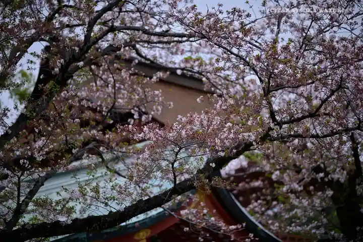 富士山本宮浅間大社の自然