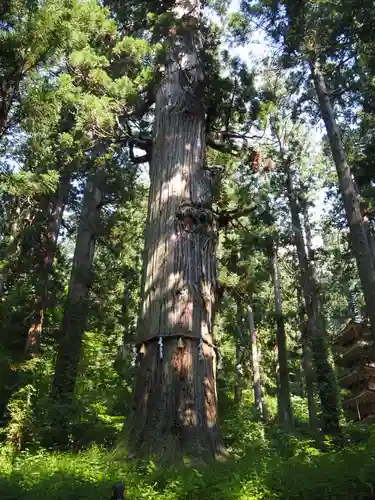 出羽神社(出羽三山神社)～三神合祭殿～の自然