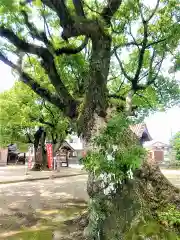 香椎神社の自然