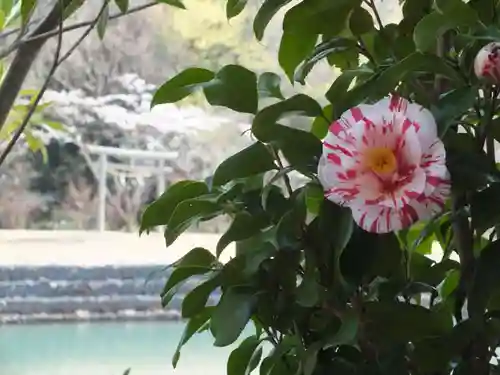 三上神社(滋賀県)