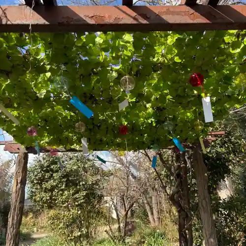 般若寺 ❁﻿コスモス寺❁(奈良県)
