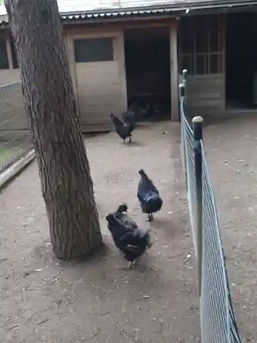 身曾岐神社の動物