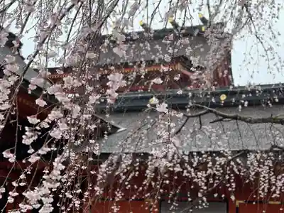 富士山本宮浅間大社(静岡県)
