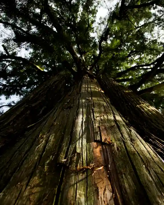 戸隠神社中社(長野県)