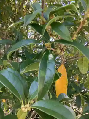 薬師寺(文津)の自然