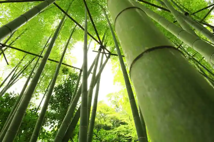 報国寺(神奈川県)
