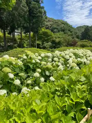 三室戸寺の{uncategorized: "未分類", other: "その他", undefined: "問題あり", building: "その他建物", grave: "お墓", sacred_gate: "鳥居", guardian: "狛犬", statue: "像", buddha: "仏像", history: "歴史", nature: "自然", garden: "庭園", animal: "動物", pagoda: "塔", temizu: "手水舎", mountain_gate: "山門・神門", sanctuary: "本殿・本堂", subordinate: "末社・摂社", art: "芸術", scenery: "景色", jizo: "地蔵", ema: "絵馬", goshuin: "御朱印", omikuji: "おみくじ", items: "授与品その他", amulet: "お守り", goshuincho: "御朱印帳", eats: "食事", festival: "お祭り", votive_dance: "神楽", shichigosan: "七五三参", wedding: "結婚式", experience: "体験その他", initially: "初詣", around: "周辺", anti_infection: "感染症対策"}