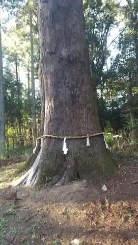 土佐神社(高知県)