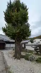 念佛寺（念仏寺）(京都府)