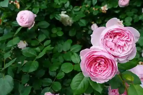 おふさ観音（観音寺）の庭園