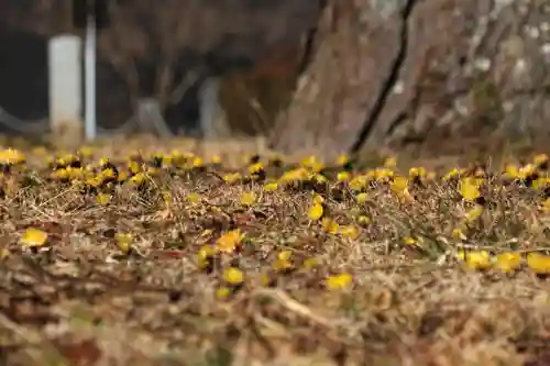 三坂稲荷神社の自然
