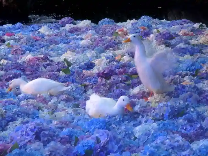 楽法寺(雨引観音)の動物