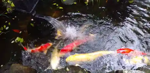 吉原弁財天本宮（吉原神社奥宮）の動物