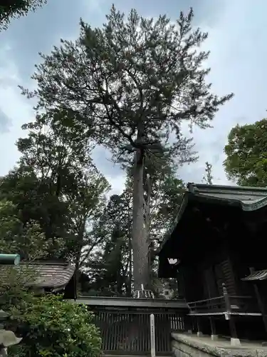 熊野神社の自然