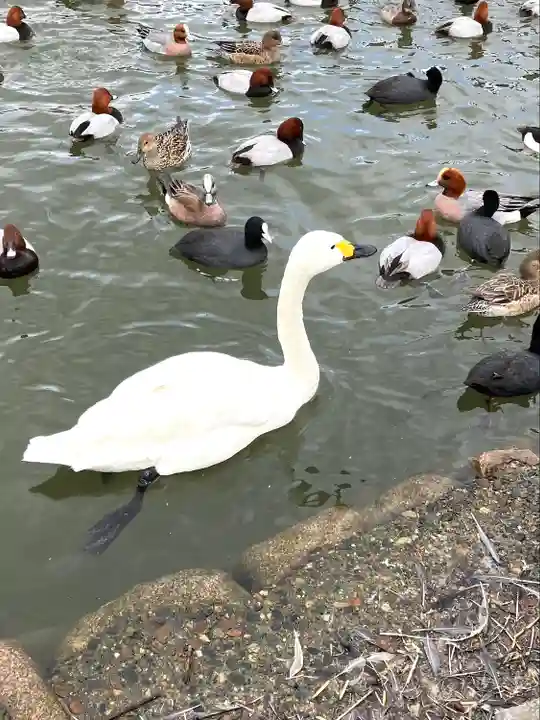 水原八幡宮(新潟県)