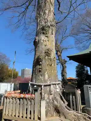 守谷総鎮守 八坂神社(茨城県)