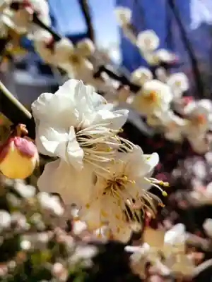 成子天神社(東京都)