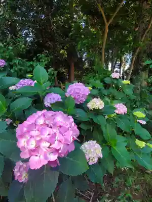 沙沙貴神社(滋賀県)