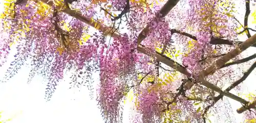 神田神社（神田明神）の庭園
