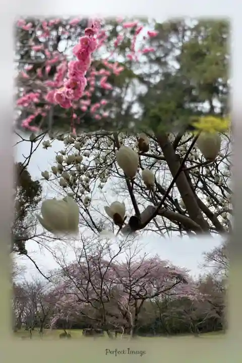 八阪神社の自然