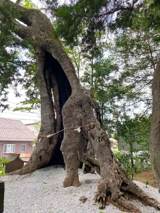 上野総社神社の自然