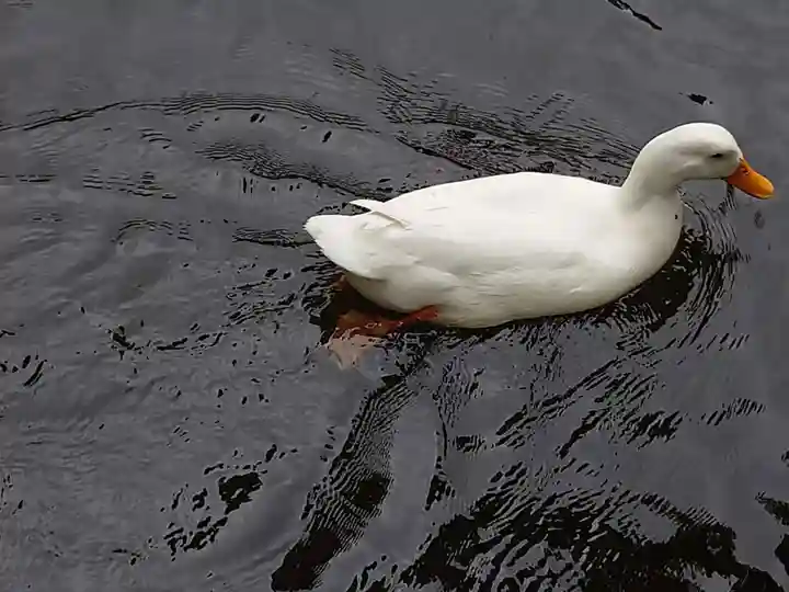 平塚八幡宮の動物
