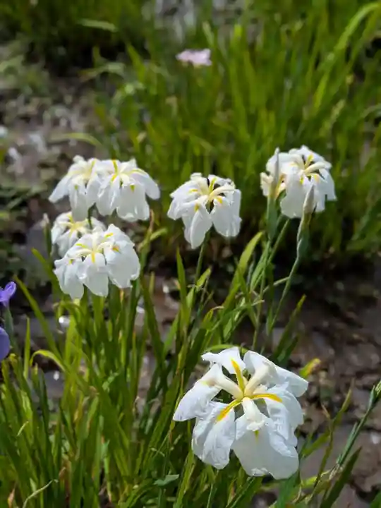 本土寺(千葉県)