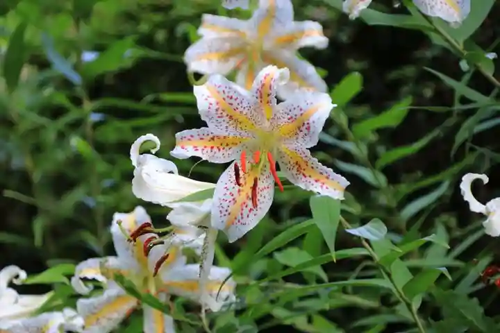 三春大神宮の自然