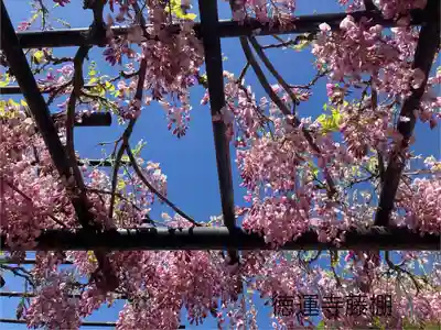 徳運寺(長野県)