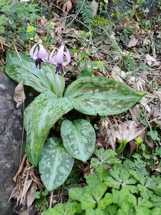 田村大元神社の自然