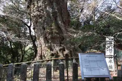 柞原八幡宮(大分県)