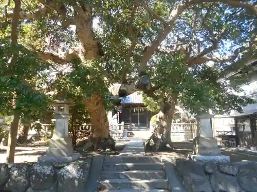 八坂大神の自然