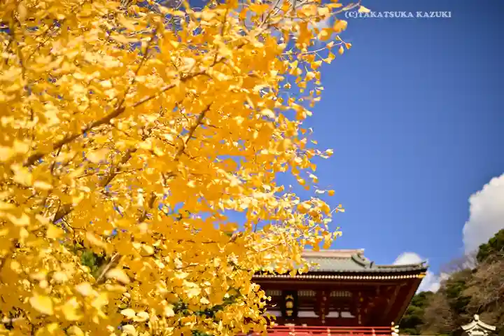 鶴岡八幡宮の自然