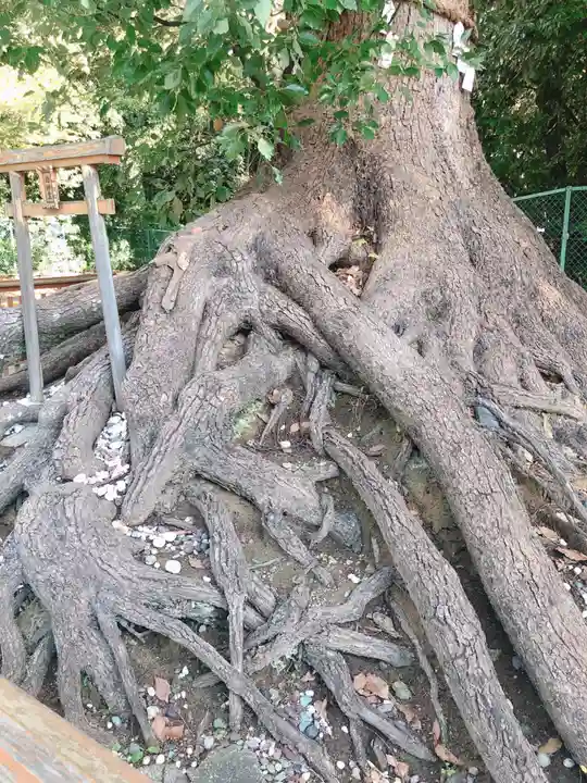 和泉國一之宮 大鳥大社(大阪府)