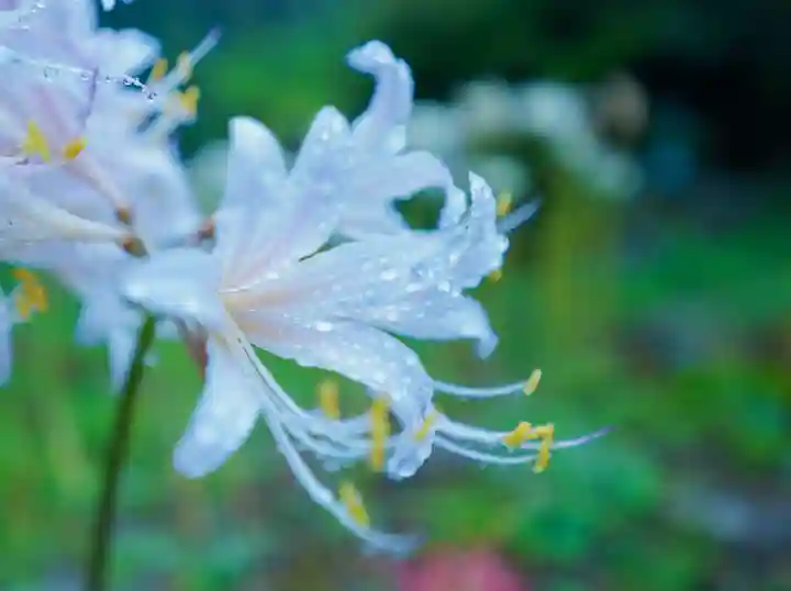 南原寺(山口県)