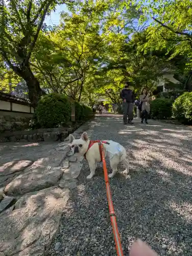 西教寺の{uncategorized: "未分類", other: "その他", undefined: "問題あり", building: "その他建物", grave: "お墓", sacred_gate: "鳥居", guardian: "狛犬", statue: "像", buddha: "仏像", history: "歴史", nature: "自然", garden: "庭園", animal: "動物", pagoda: "塔", temizu: "手水舎", mountain_gate: "山門・神門", sanctuary: "本殿・本堂", subordinate: "末社・摂社", art: "芸術", scenery: "景色", jizo: "地蔵", ema: "絵馬", goshuin: "御朱印", omikuji: "おみくじ", items: "授与品その他", amulet: "お守り", goshuincho: "御朱印帳", eats: "食事", festival: "お祭り", votive_dance: "神楽", shichigosan: "七五三参", wedding: "結婚式", experience: "体験その他", initially: "初詣", around: "周辺", anti_infection: "感染症対策"}