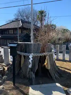 守谷総鎮守 八坂神社の自然
