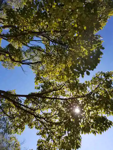 鶴ヶ峰稲荷神社の自然