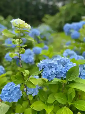 陽林寺(福島県)