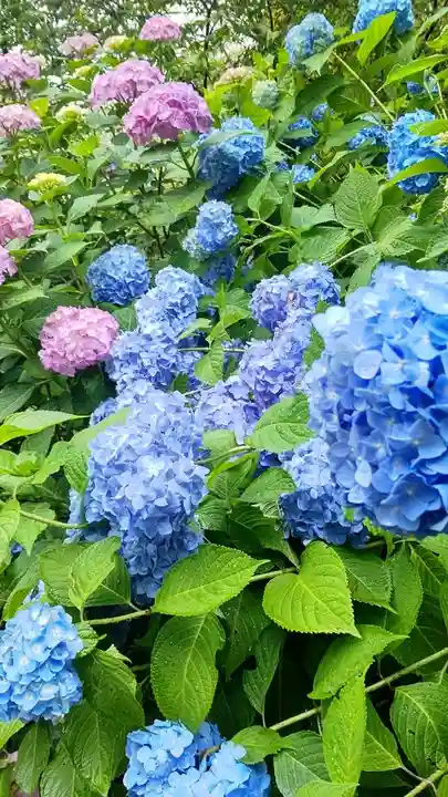 普門寺(岡山県)