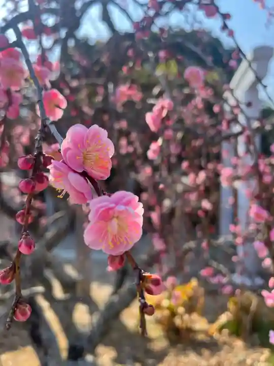 比佐豆知神社の{uncategorized: "未分類", other: "その他", undefined: "問題あり", building: "その他建物", grave: "お墓", sacred_gate: "鳥居", guardian: "狛犬", statue: "像", buddha: "仏像", history: "歴史", nature: "自然", garden: "庭園", animal: "動物", pagoda: "塔", temizu: "手水舎", mountain_gate: "山門・神門", sanctuary: "本殿・本堂", subordinate: "末社・摂社", art: "芸術", scenery: "景色", jizo: "地蔵", ema: "絵馬", goshuin: "御朱印", omikuji: "おみくじ", items: "授与品その他", amulet: "お守り", goshuincho: "御朱印帳", eats: "食事", festival: "お祭り", votive_dance: "神楽", shichigosan: "七五三参", wedding: "結婚式", experience: "体験その他", initially: "初詣", around: "周辺", anti_infection: "感染症対策"}
